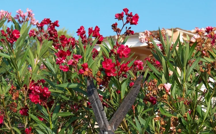 Oleander zurückschneiden - Radikalen Rückschnitt im Spätwinter oder regelmäßige Pflegeschnitte