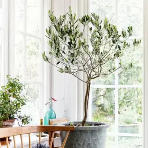 Olivenbaum verliert Blätter - Hier sind die 6 häufigsten Ursachen und die entsprechenden Lösungen
