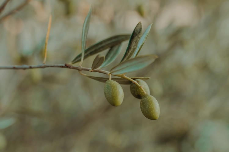 Olivenbaum verliert Blätter wegen Infektionen und Krankheiten