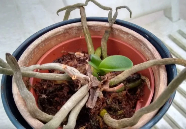 Orchidee bildet neue Blätter retten Pflanze