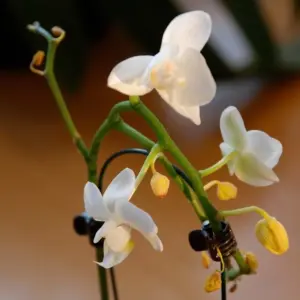 Orchideen Knospen fallen ab kann man die Blüte retten