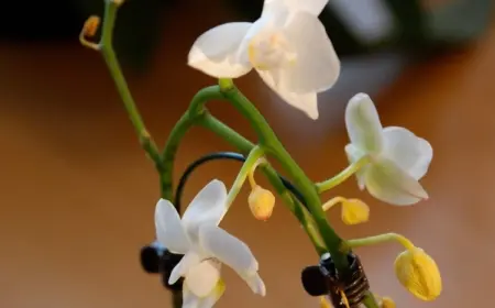 Orchideen Knospen fallen ab kann man die Blüte retten
