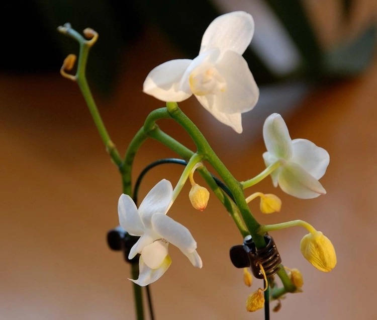 Orchideen Knospen fallen ab kann man die Blüte retten