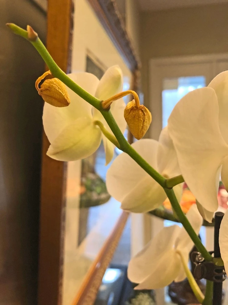 Orchideen Knospen vertrocknen und fallen ab was tun