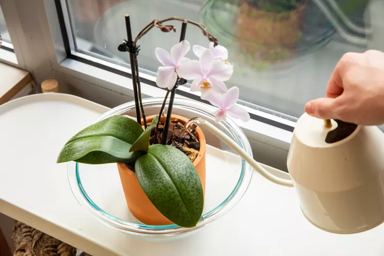Orchideen Pflege Fehler steht im Wasser wie retten