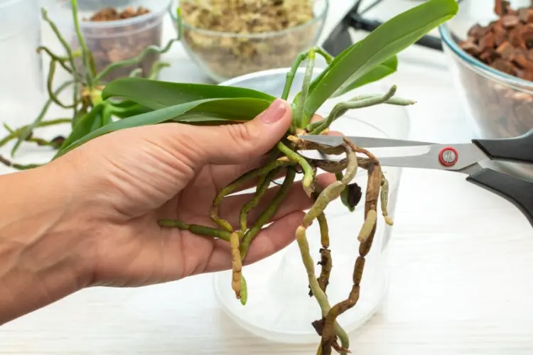 Orchideen Wurzeln abschneiden wann notwendig