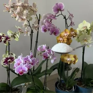 Orchideen düngen mit Bittersalz was bringt es