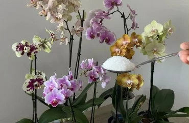 Orchideen düngen mit Bittersalz was bringt es