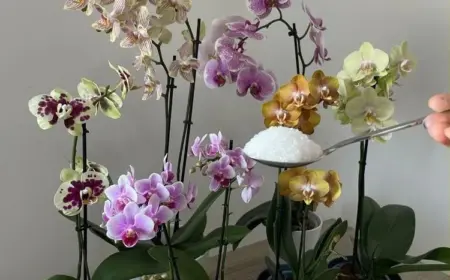 Orchideen düngen mit Bittersalz was bringt es