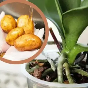 Orchideen mit Kartoffelwasser düngen Tipps