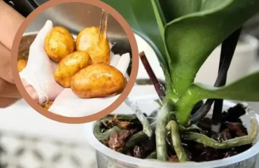Orchideen mit Kartoffelwasser düngen Tipps