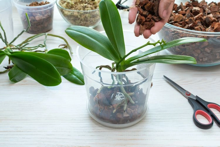 Orchideen umtopfen - Setzen Sie die Pflanze in den neuen Topf