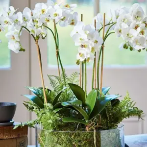 Pflegen Sie die Orchideen während der Blüte richtig