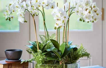 Pflegen Sie die Orchideen während der Blüte richtig