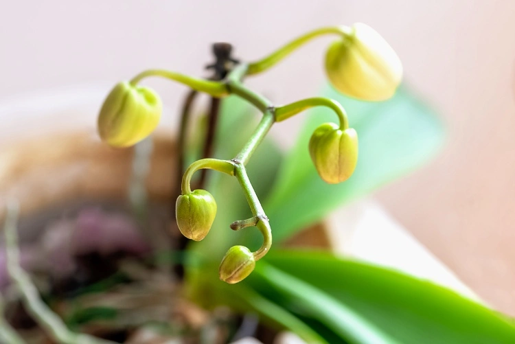 Prüfen ob die Knospen der Orchidee gesund sind