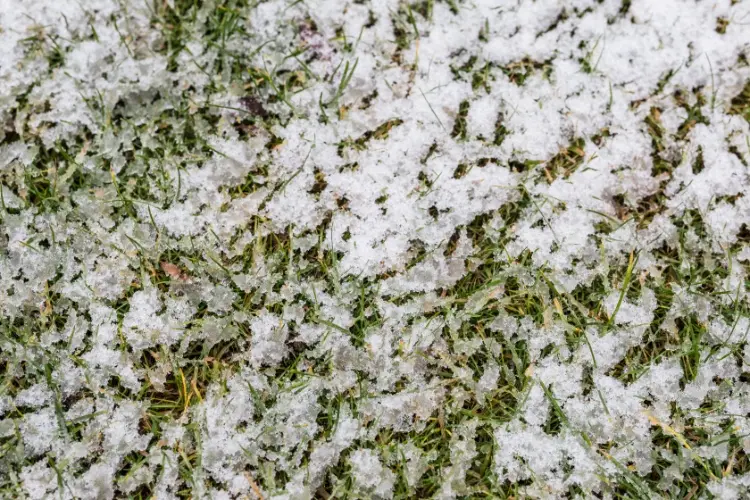 Rasen bei Frost säen im Winter und Frühjahr was beachten