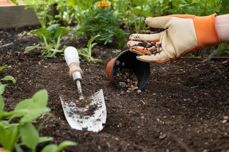 Samen vorbereiten und Gemüse im Garten säen