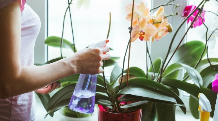 Sollte man Orchideen mit Wasser besprühen was bringt es