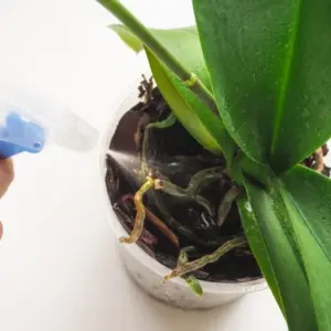 Sollte man Orchideen regelmäßig mit Wasser besprühen