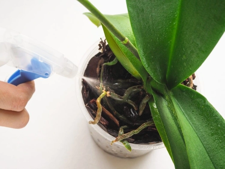 Sollte man Orchideen regelmäßig mit Wasser besprühen