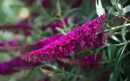 Sommerflieder schneiden im Frühjahr lange Blütezeit