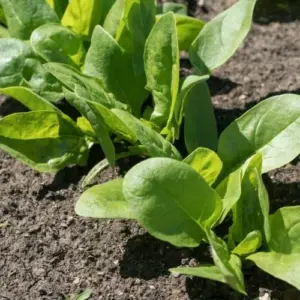 Spinat anbauen - Im Hochbeet oder auf dem Balkon, mit diesen Tipps werden Sie mit einer reichen Ernte belohnt