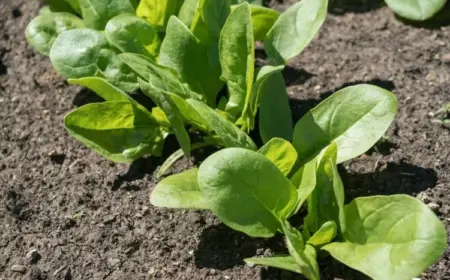 Spinat anbauen - Im Hochbeet oder auf dem Balkon, mit diesen Tipps werden Sie mit einer reichen Ernte belohnt