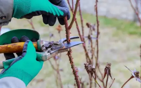 Strauchrosen im Februar schneiden Anleitung