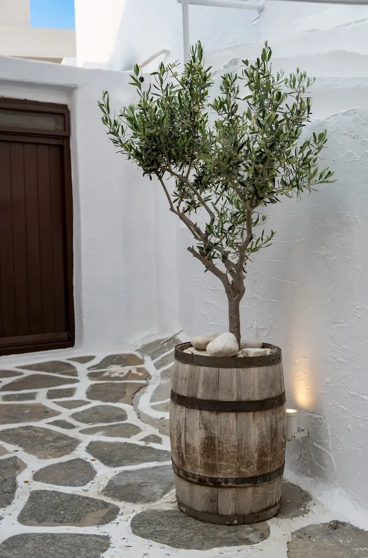 Stress beim Umpflanzen Ihres Olivenbaums führt zum Blattfall