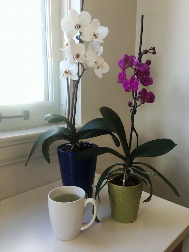 Tee hilft den Orchideen wieder zu blühen