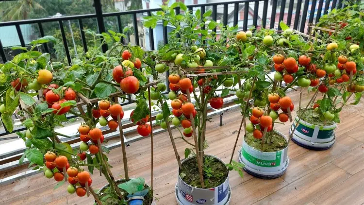 Tomaten auf Balkon vorziehen für reiche Ernte