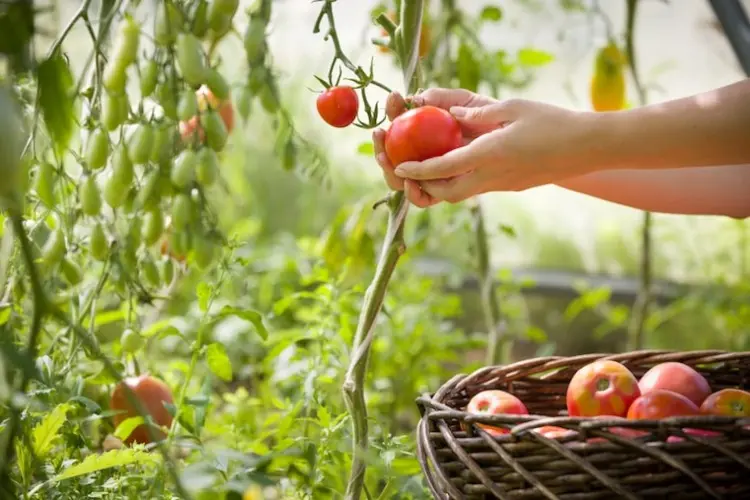 Tomaten vorkeimen lassen für eine reiche Ernte