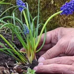Traubenhyazinthen Pflege - alles, was man über den Anbau der Blumen zu wissen braucht
