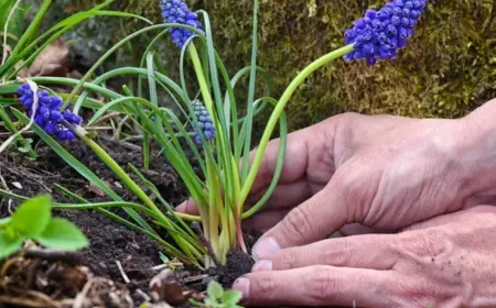 Traubenhyazinthen Pflege - alles, was man über den Anbau der Blumen zu wissen braucht