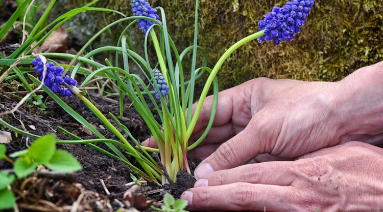 Traubenhyazinthen Pflege - alles, was man über den Anbau der Blumen zu wissen braucht