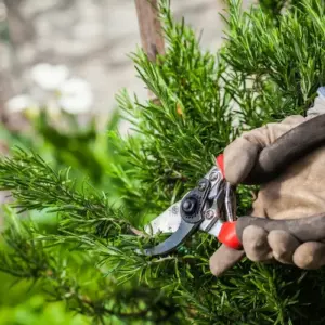 Verholzten Rosmarin schneiden - Was Sie beim Beschneiden erzielen