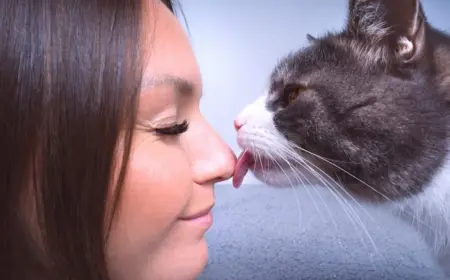 Warum leckt mich meine Katze ab - Welche Ursachen Wissenschaftler enthüllen