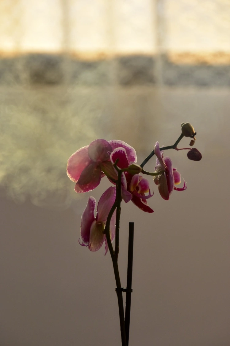 Warum verliert meine Orchidee ihre Knospen - mögliche Gründe
