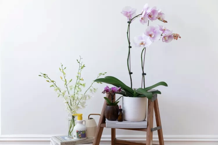 Welcher Dünger für Orchideen - Unterschiede und Vorteile von Flüssigdünger und Düngestäbchen