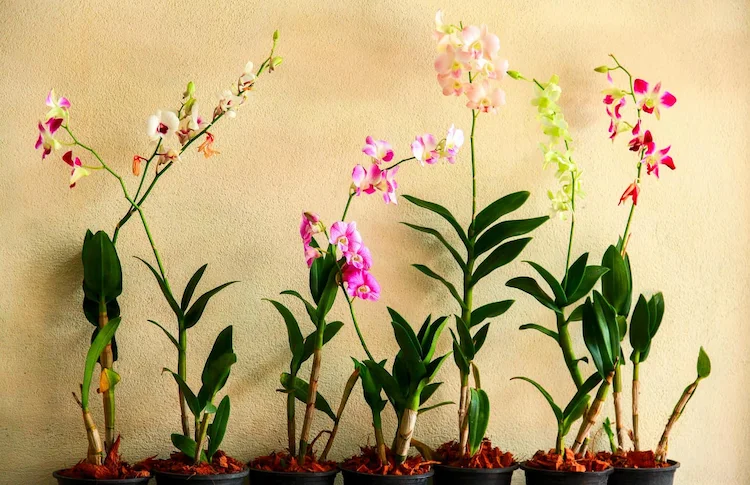 Welcher Dünger für Orchideen geeignet ist, erfahren Sie im Folgenden