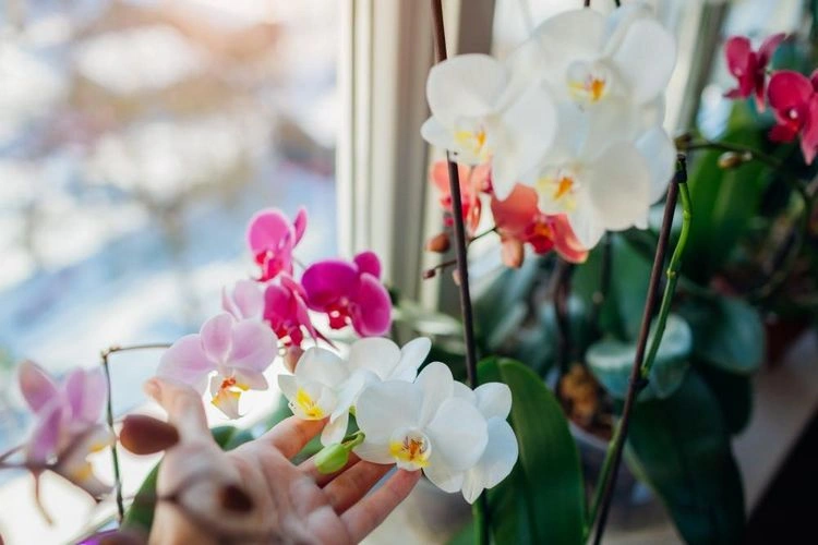 Wie Bittersalz für große und schöne Orchideenblüten sorgt