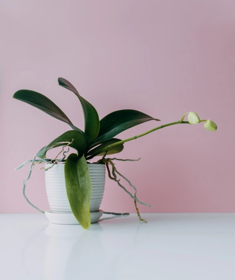 Wie kann man verhindern dass Orchideen Knospen abfallen