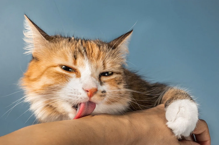 Wissenschaftler haben noch nicht vollständig herausgefunden, warum Katzen Menschen ablecken