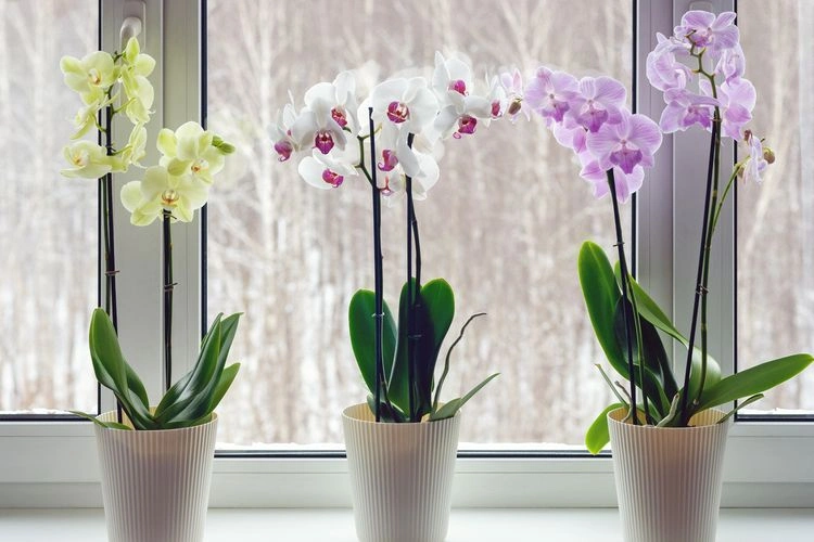 Worauf sollten Sie achten, wenn die Orchideen blühen?