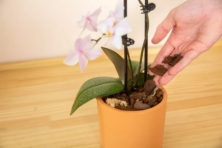 Wurzelfäule bei Orchideen mögliche Pflege-Fehler