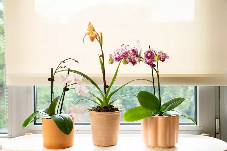Wurzelfäule bei Orchideen vermeiden nützliche Tipps