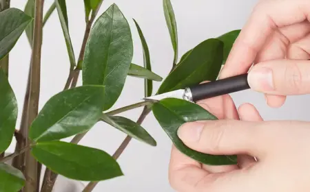 Zamioculcas Pflanze über Stecklinge vermehren Anleitung