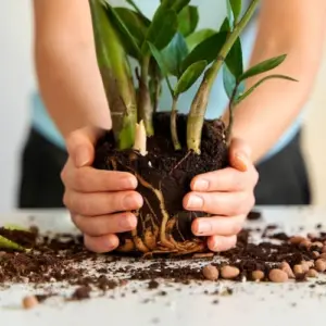Zamioculcas umtopfen - Schritt-für-Schritt-Anleitung befolgen, damit Sie Ihre Glücksfeder gesund wachsen lassen