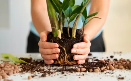 Zamioculcas umtopfen - Schritt-für-Schritt-Anleitung befolgen, damit Sie Ihre Glücksfeder gesund wachsen lassen