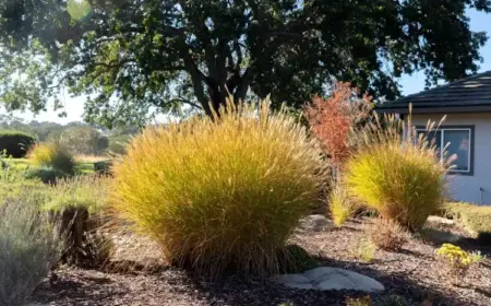 Ziergräser im Garten und im Kübel schneiden Tipps